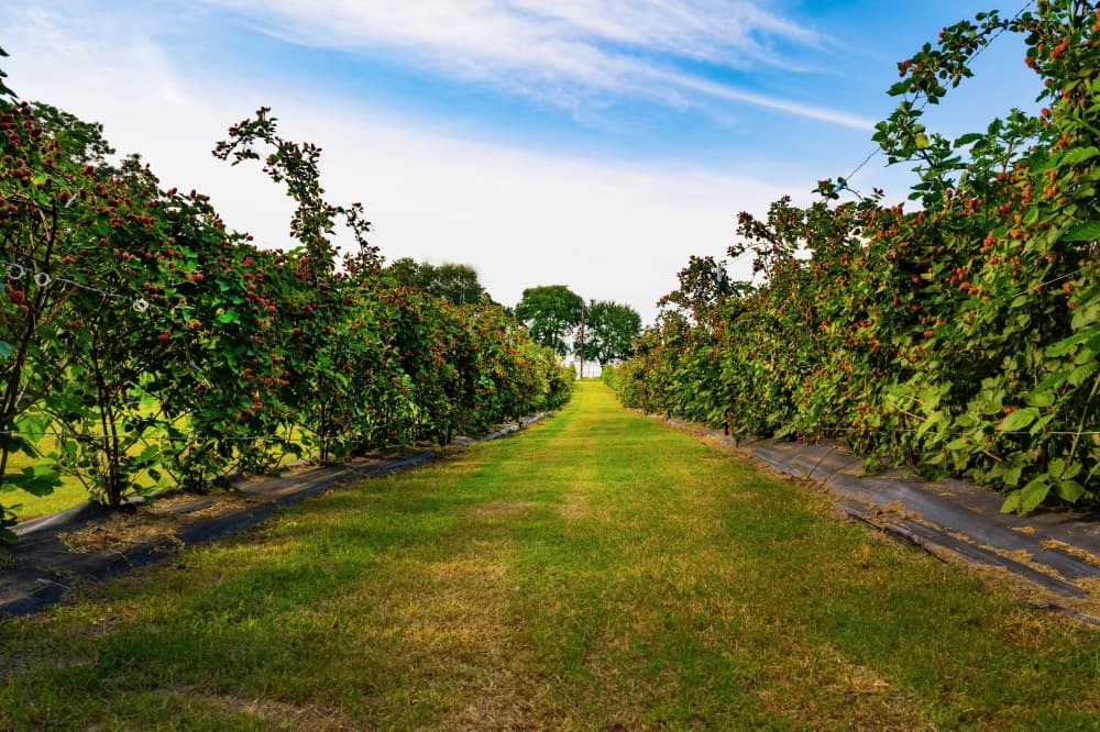 Grassy aisle between blackberry plants. 