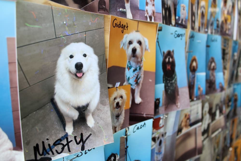 An image of dogs that have been groomed at the location. 