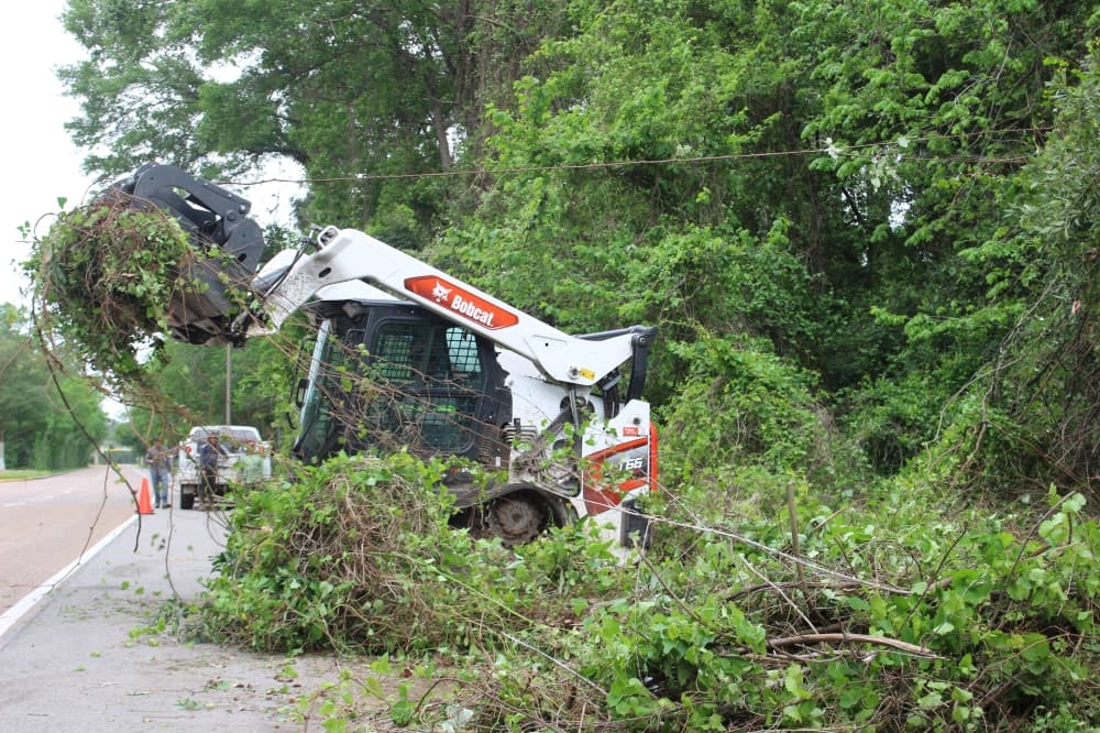 The Woodlands begins fall communitywide reforestation and vine maintenance