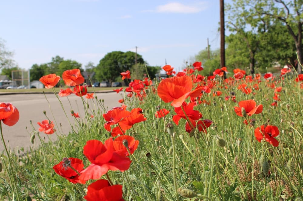 Road closures begin April 24 for Red Poppy Festival in Georgetown