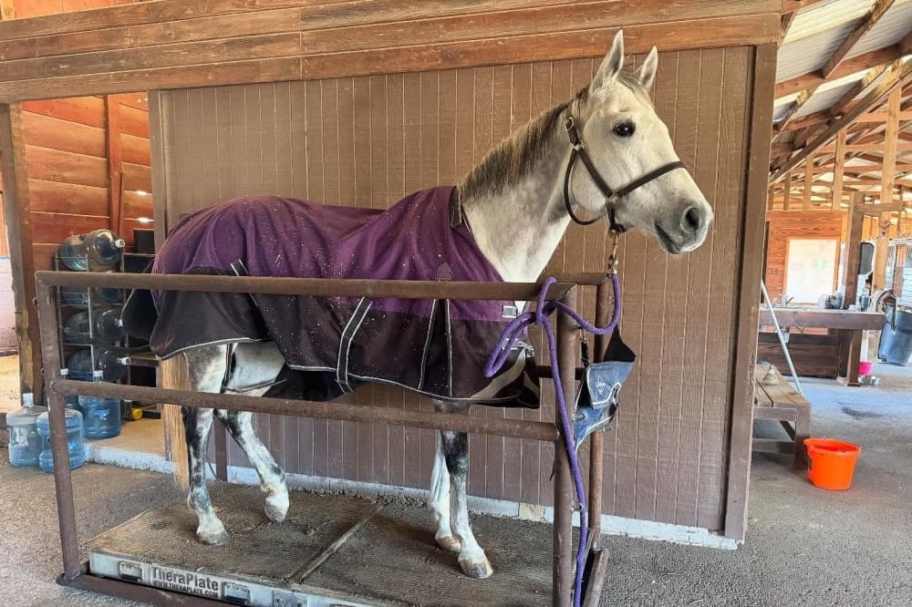 Brewery, equestrian center among businesses now open in Hutto