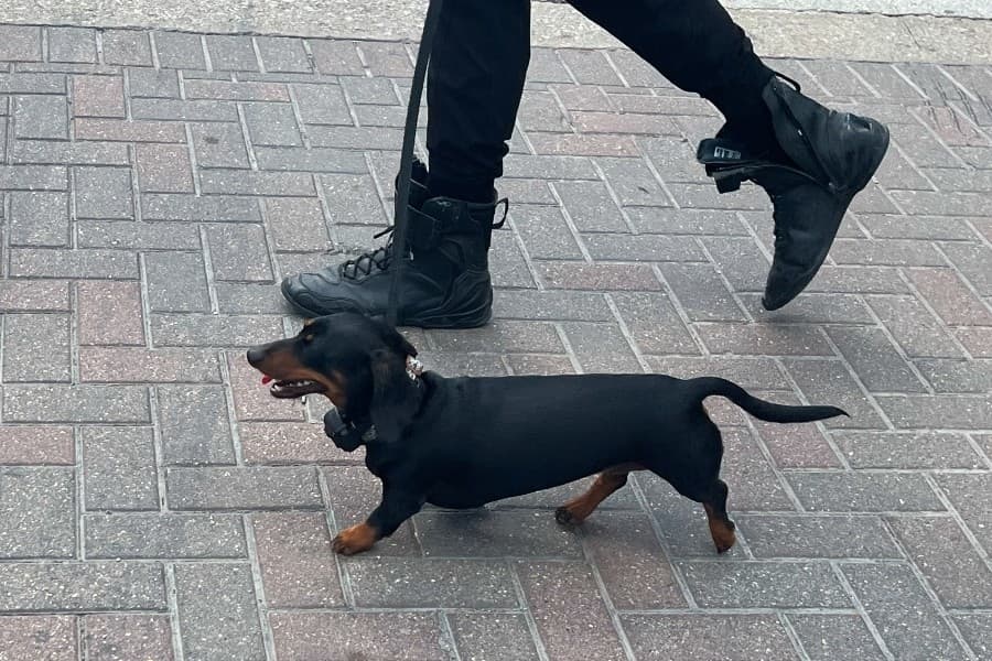 dog walking 