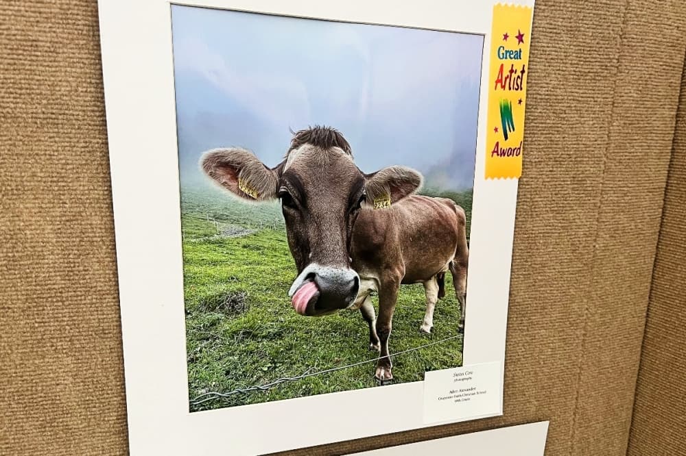 cow photo 