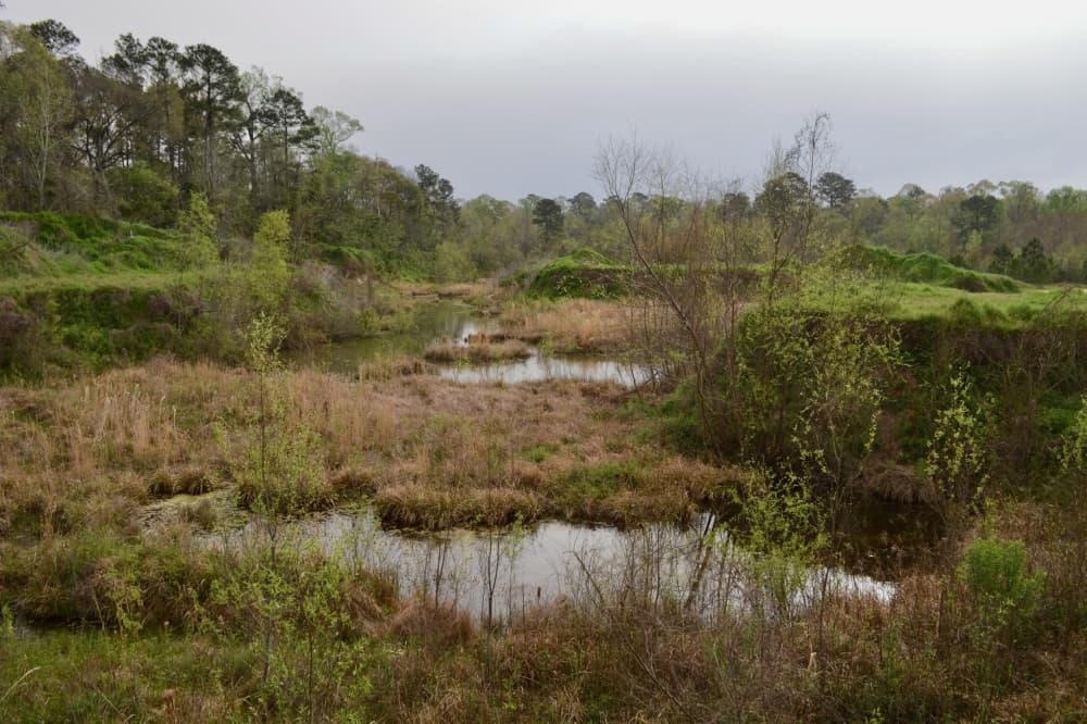 Marshy land