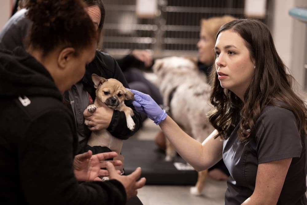 Veg ER for Pets to offer 24/7 care for animals in Frisco