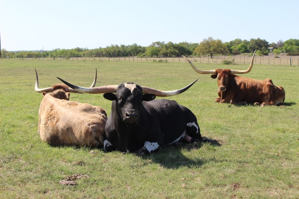 Persistent drought impacting Dripping Springs businesses, agriculture