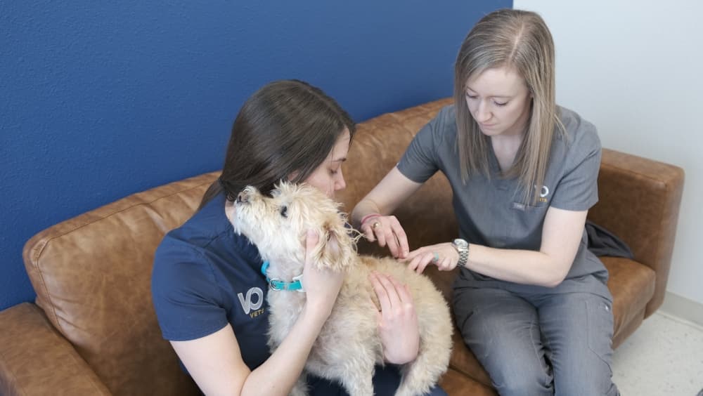Find out how VO Vets' membership plans make pet wellness budget-friendly