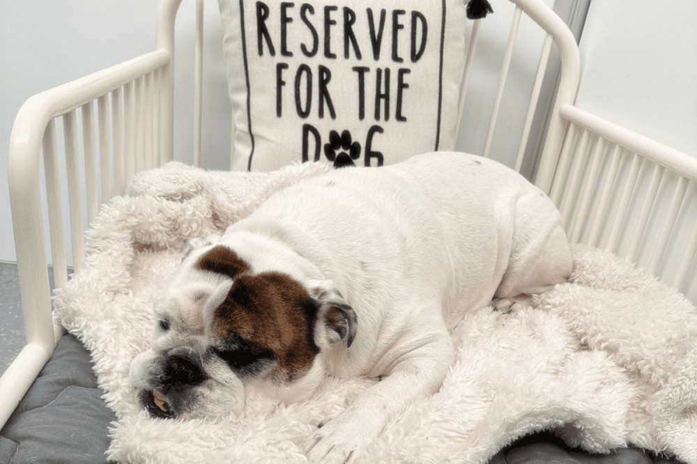K9 Clubhouse celebrates one year of doggy day care in Spring