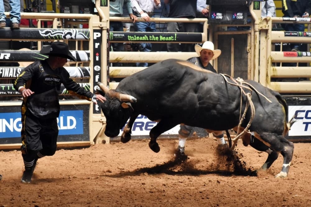 bull 
