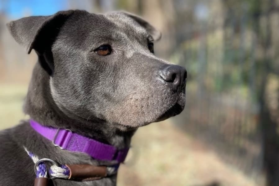 WilCo animal shelter connects lost pets with temporary fosters