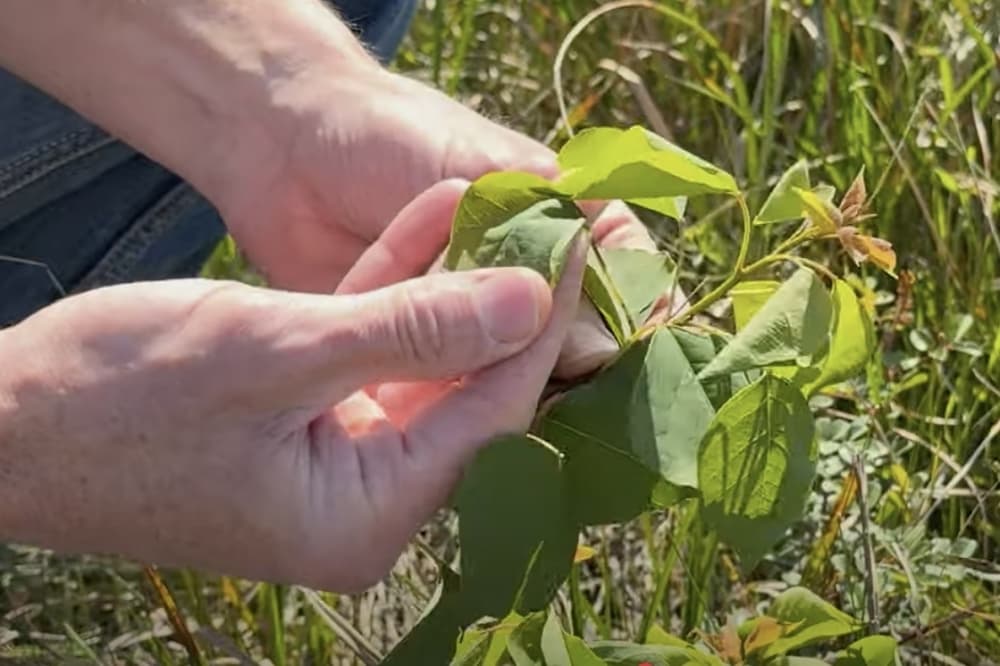League City removing invasive tree species