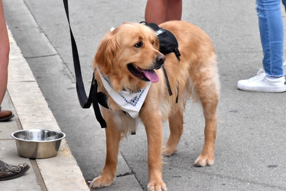 dog 