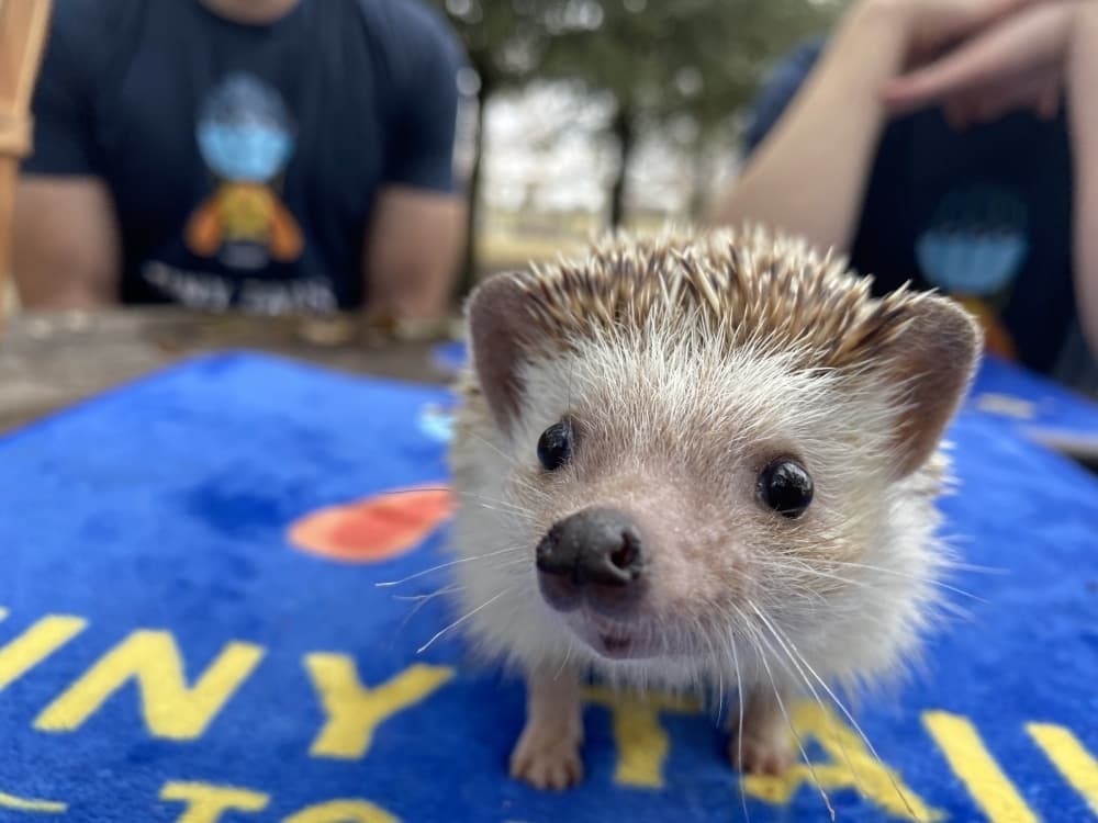 An image of a hedgehog from Tiny Tails to You. 
