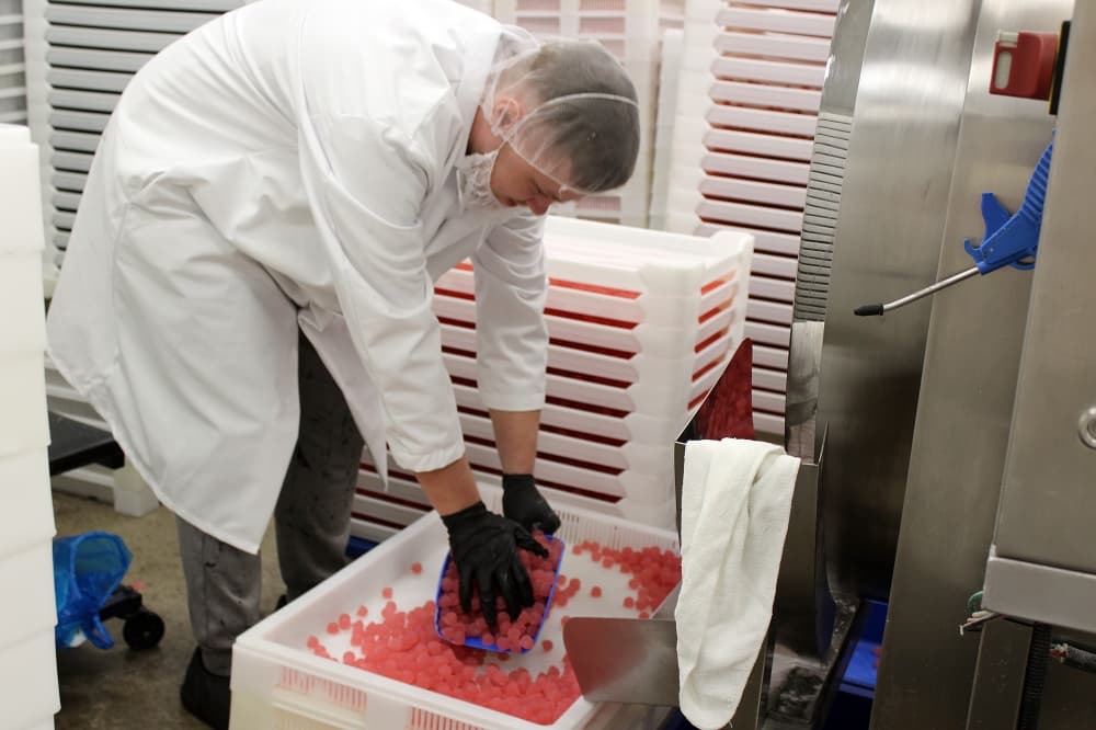 A portion of gummy manufacturing includes dry time. (Karen Chaney/Community Impact)
