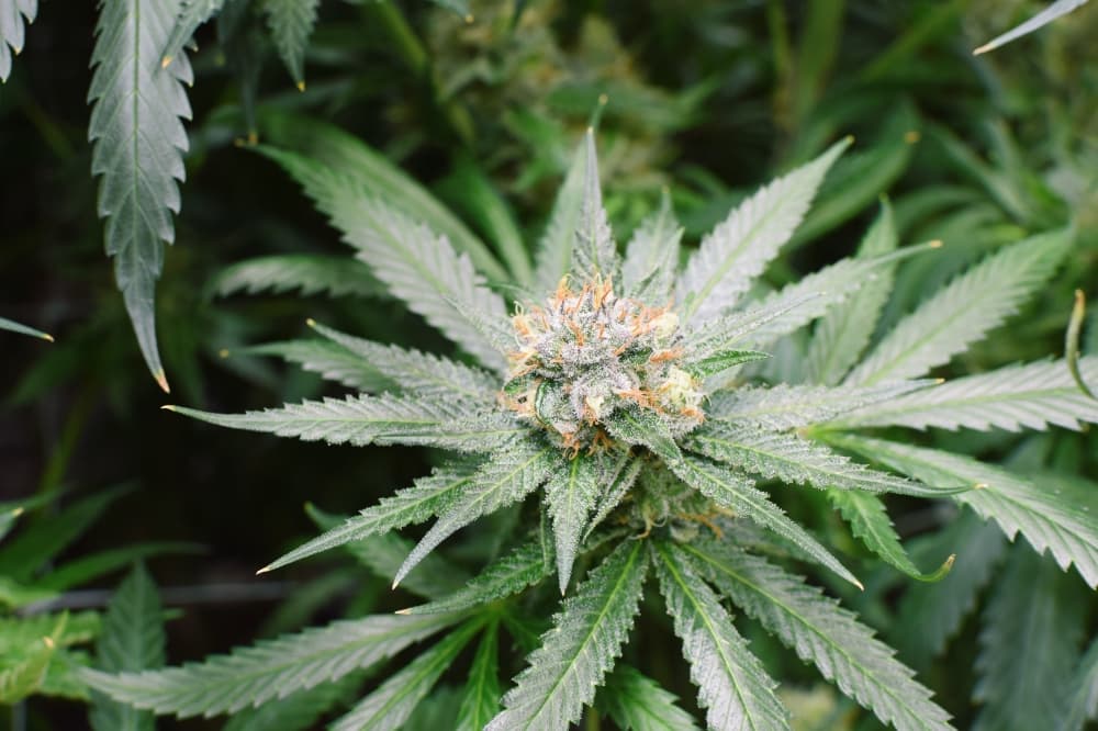 Texas House moves to ban consumable THC products, criminalize possession