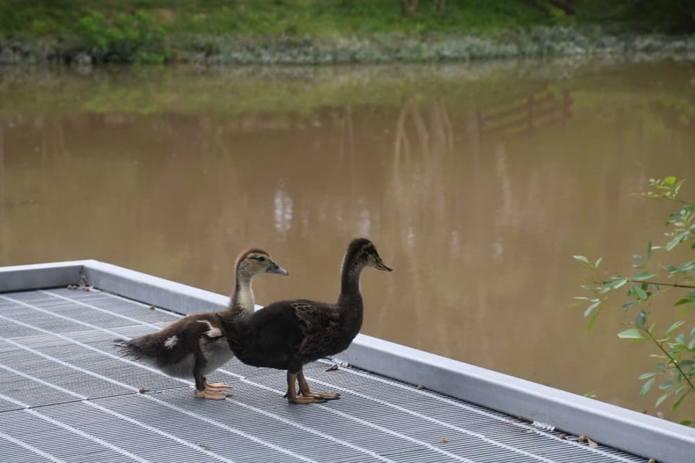 Boerne considers interlocal agreement with SARA for floodplain submittals