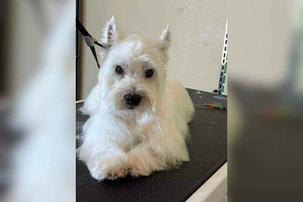 Monte’s Dog Spaw now keeping Bastrop pets fresh