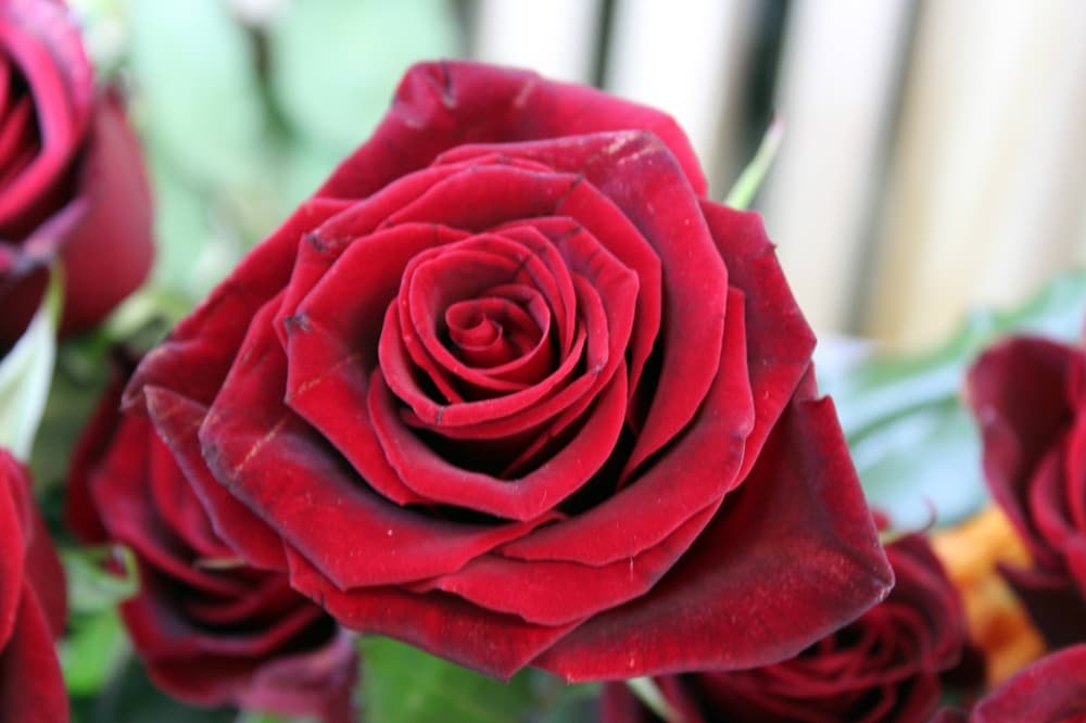 Single red rose on a stem. 