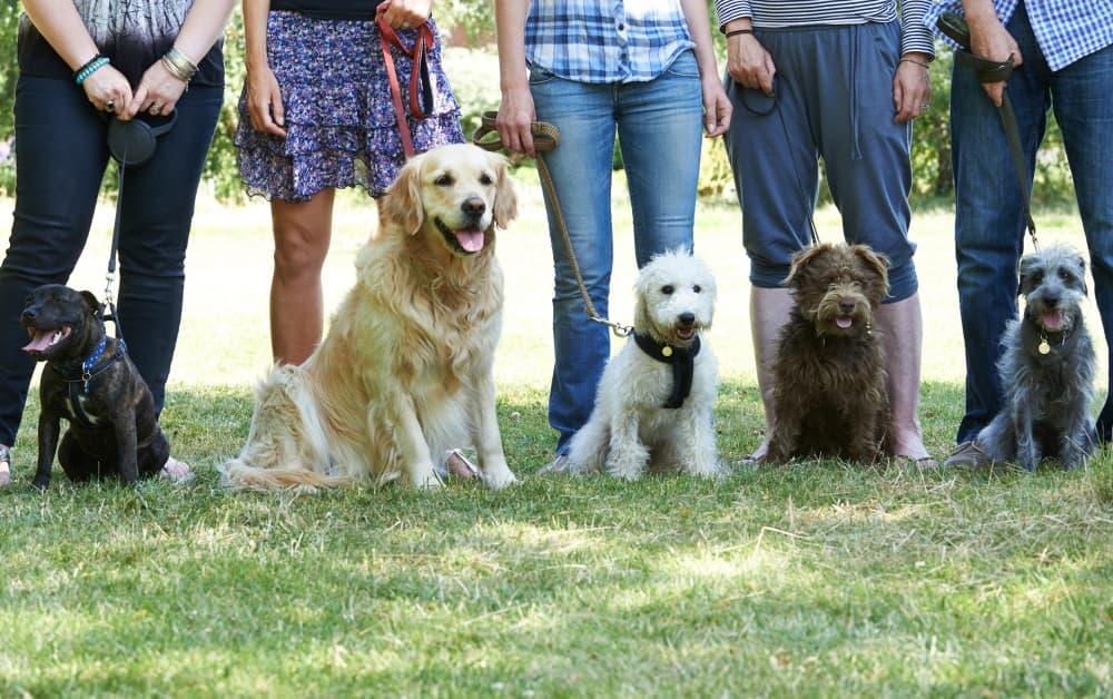 All Dogs Unleashed to hold Austin grand opening June 24