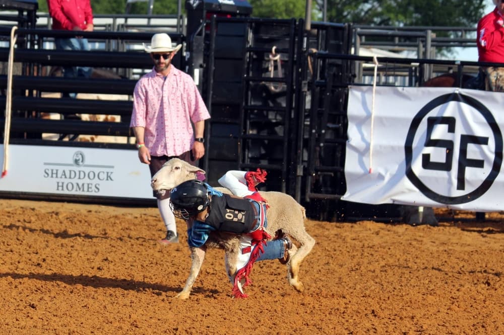 Child riding a sheep in a rodeo arena while rodeo clown looks on. 