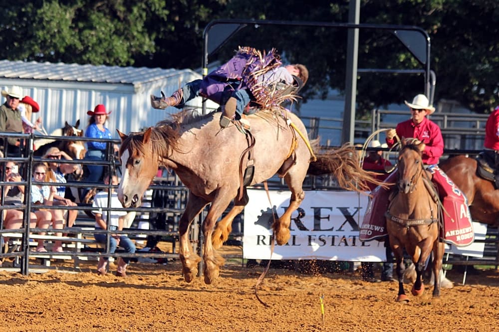 Cowboy riding bareback in a rodeo. The cowboy is bent backwards over the top of the bucking horse. 