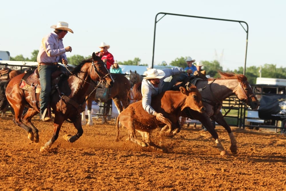 Male leaning off horse to grab a calf running near the horse. 