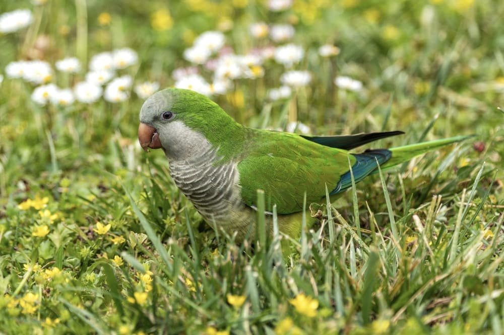 Invasive monk parakeets damage historic Round Rock water tower