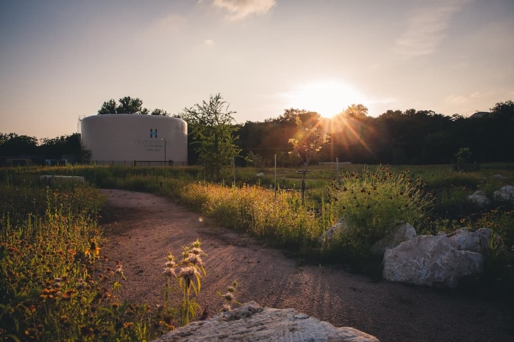 The sun setting on a green summer day over a field full of native plants and wildflowers.