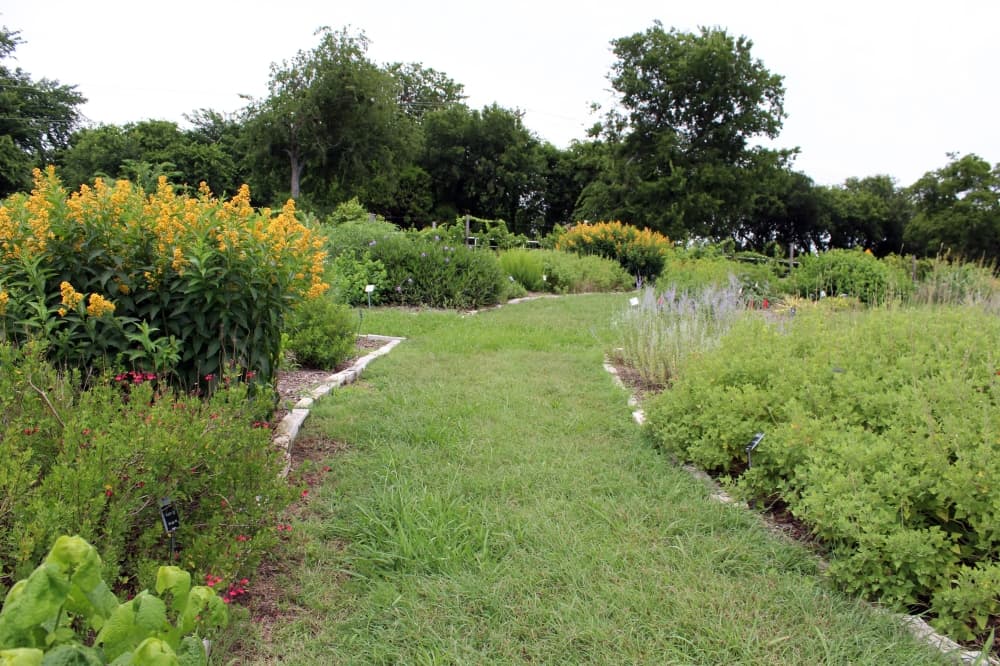 Garden path lined with a variety of blooming and non-blooming plants. 
