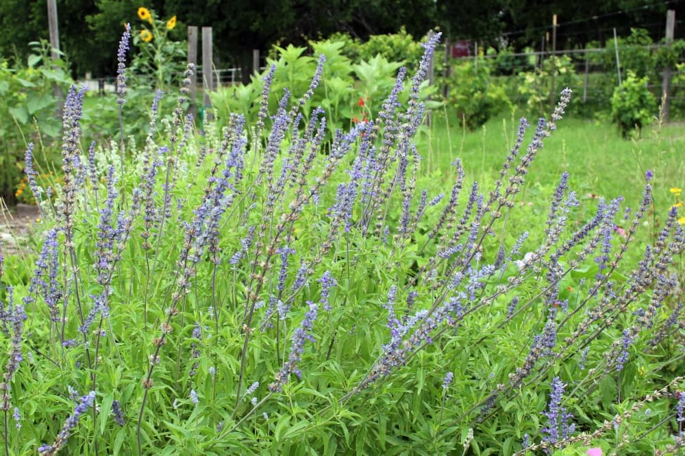 Plant with tall purple blooms in an outdoor garden. 