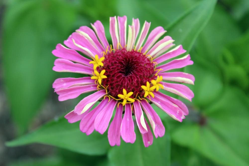 Pink and yellow flower with tiny yellow flowers circling the middle of the flower. 