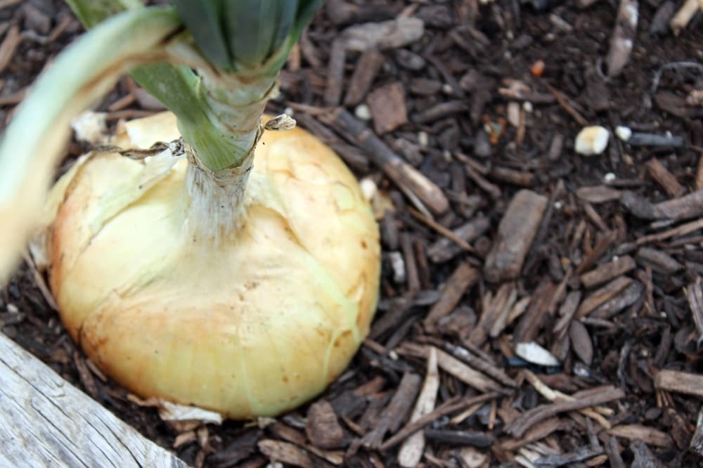 Onion growing in a mulch lined garden. 