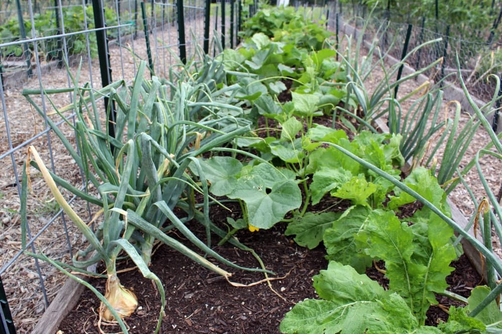 Onions and squash growing side by side in a garden. 