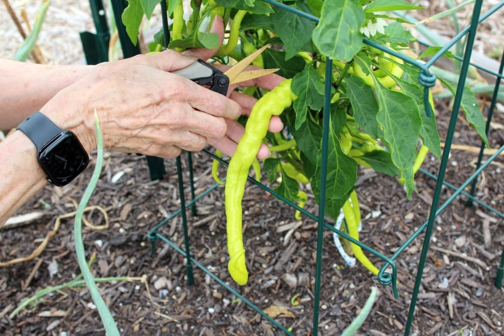 Hands cutting a pepper from a plant. 