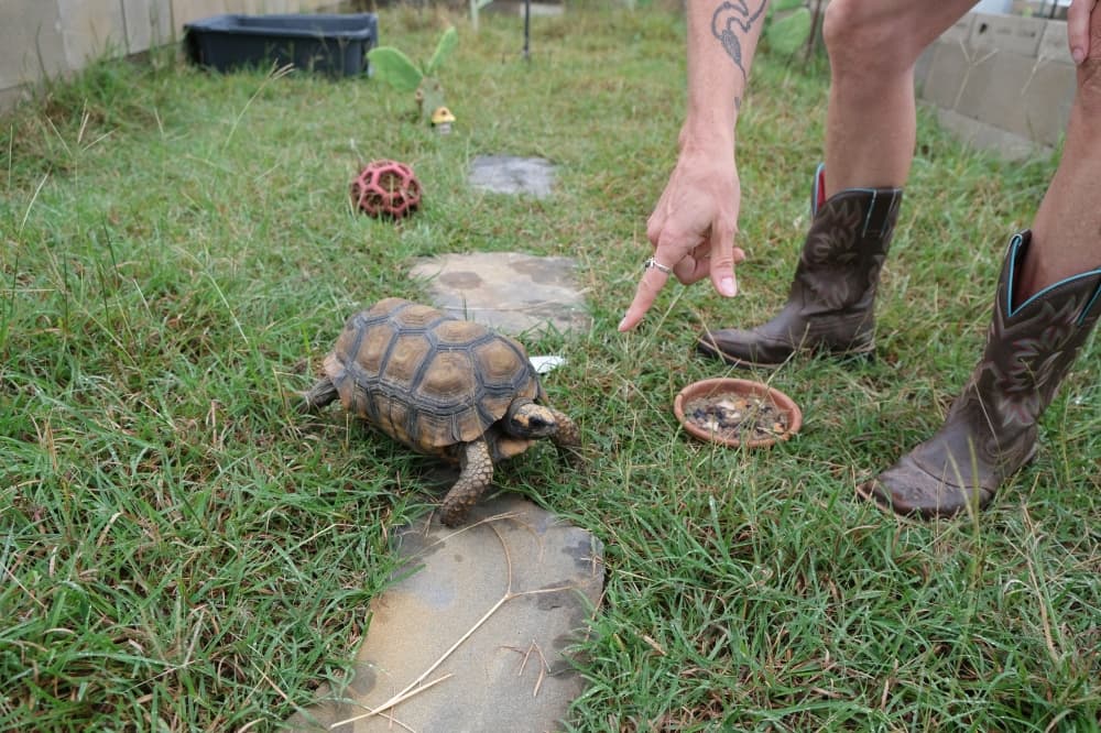 Central Texas Tortoise Rescue gives lifelong companions a second chance