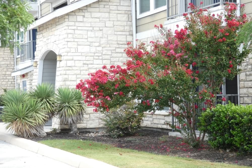 Dry plants are seen on a front yard of a home in San Antonio, Texas.