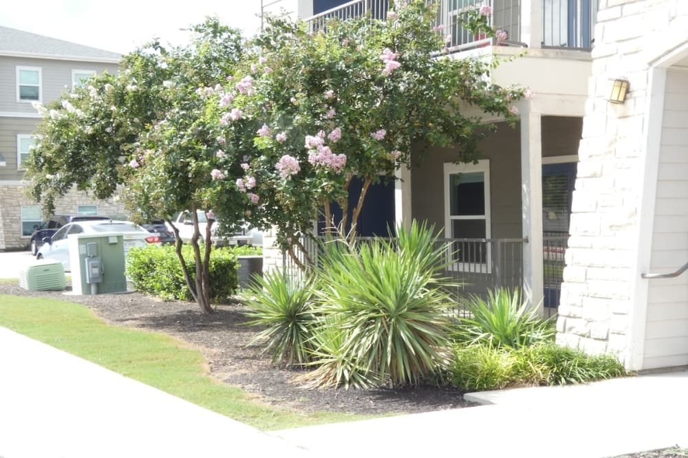 Dry plants are seen on a front yard of a home in San Antonio, Texas.