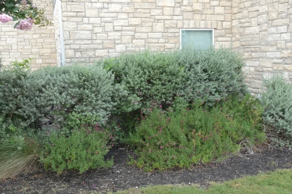 Dry plants are seen on a front yard of a home in San Antonio, Texas.