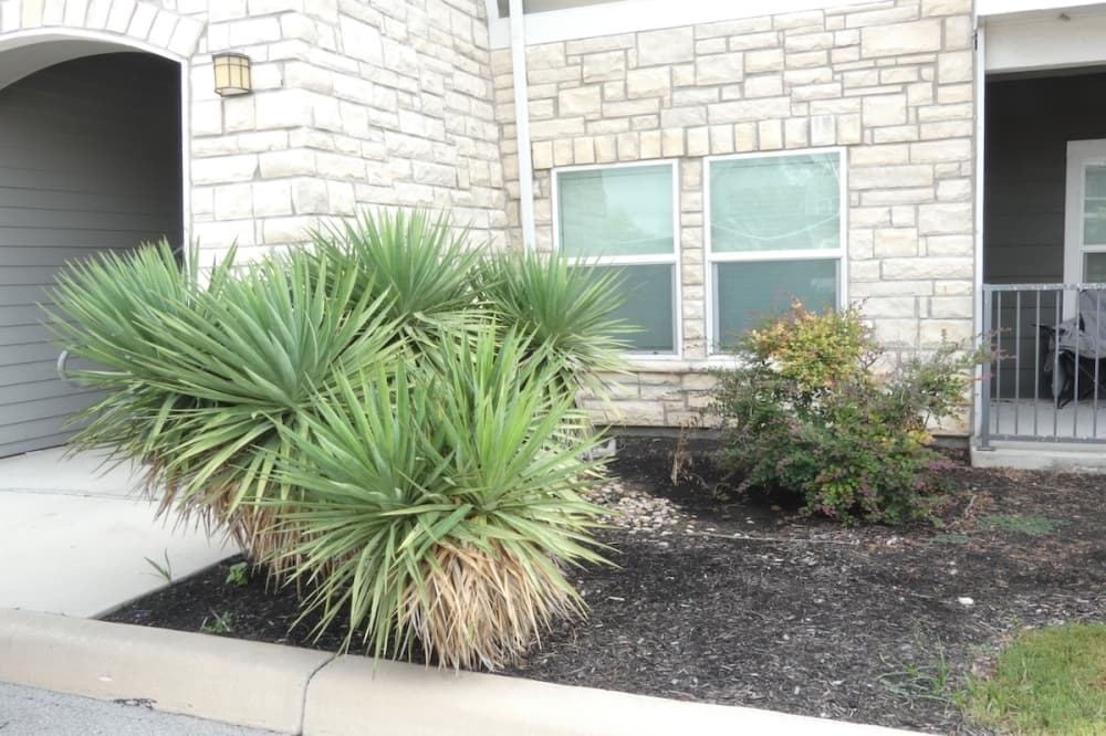 Dry plants are seen on a front yard of a home in San Antonio, Texas.