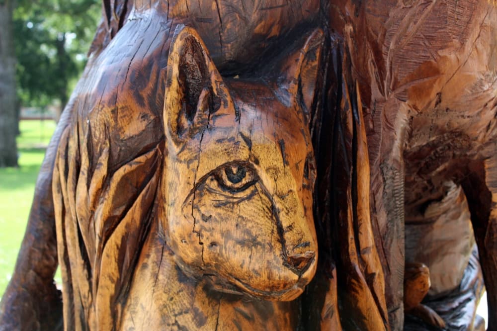 Plano’s fallen bur oak tree leaves creative legacy