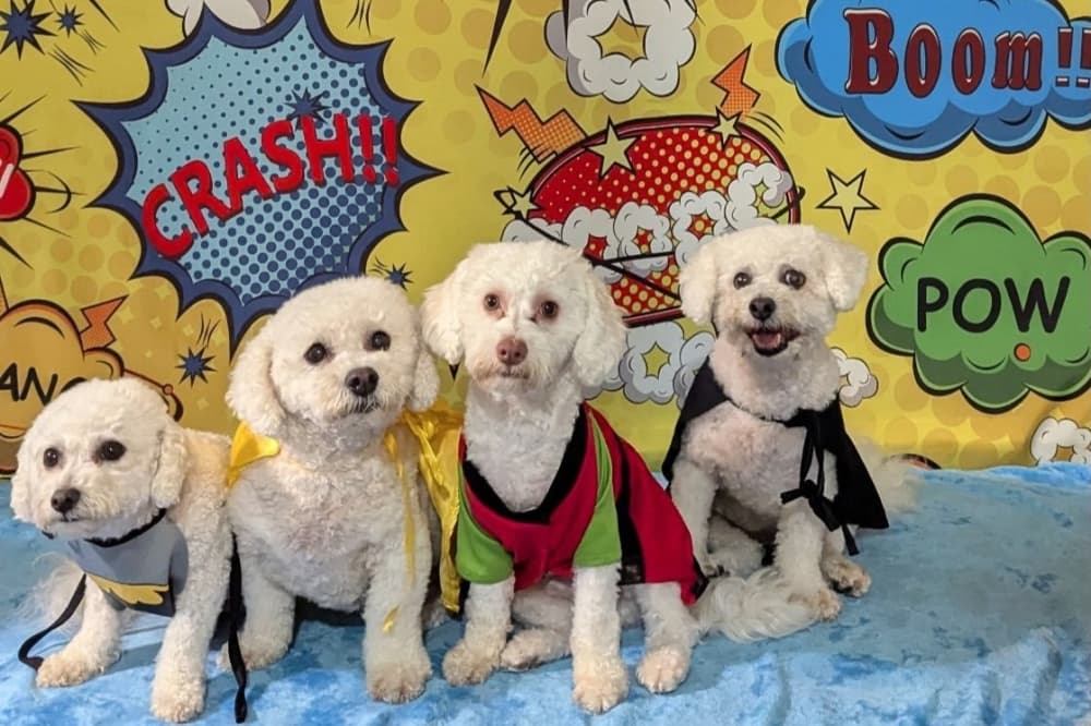 Houston veterinarian shares tips for a pet-safe Fourth of July