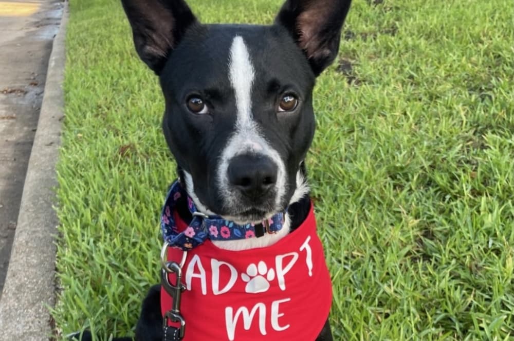 Houston animal shelters kick off summer adoption events with reduced fees