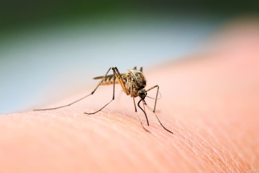 Public health officials urge Austin-area residents to take mosquito precautions following heavy rainfall