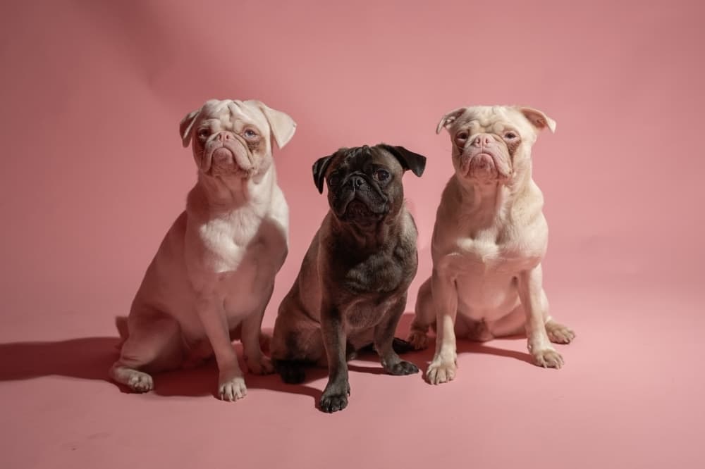 CuppaPug to support pug rescue through new Frisco cafe