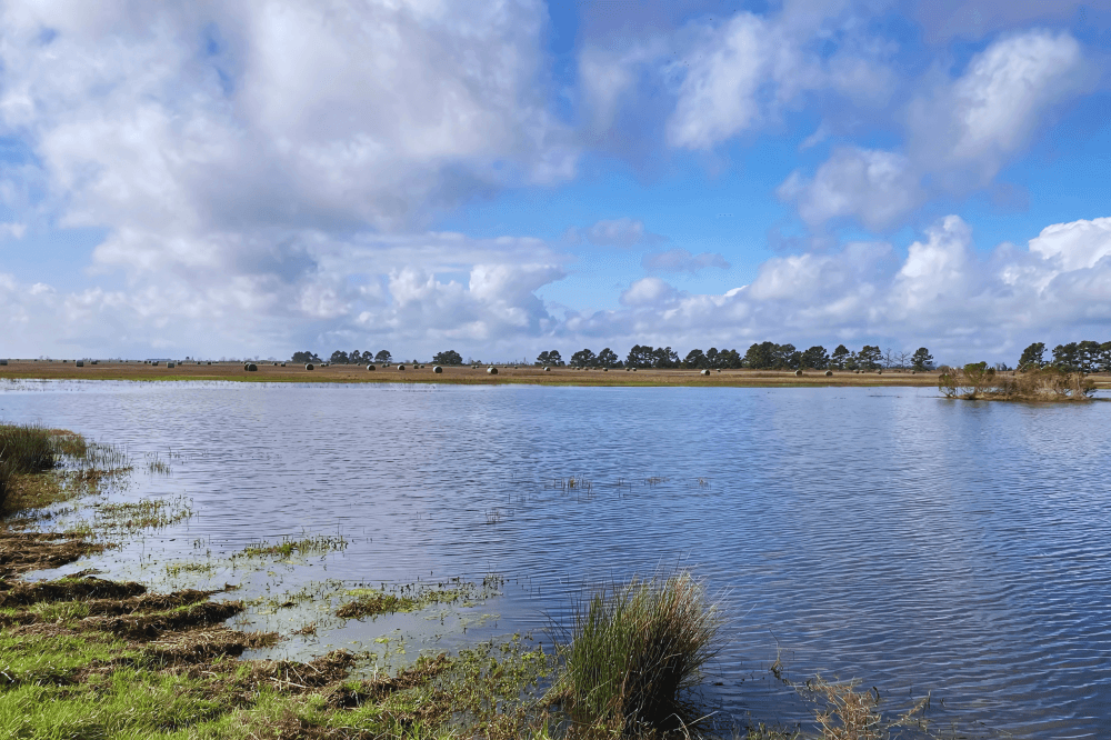 Coastal Prairie Conservancy preserves another 220 acres near Katy