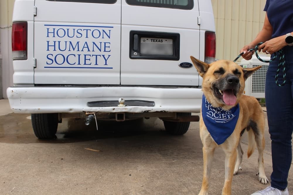 Houston Humane Society houses 43 dogs displaced from Central Texas flooding