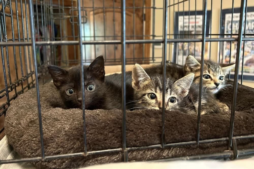Volunteers request more funding for Bastrop Cats Anonymous TNR Society