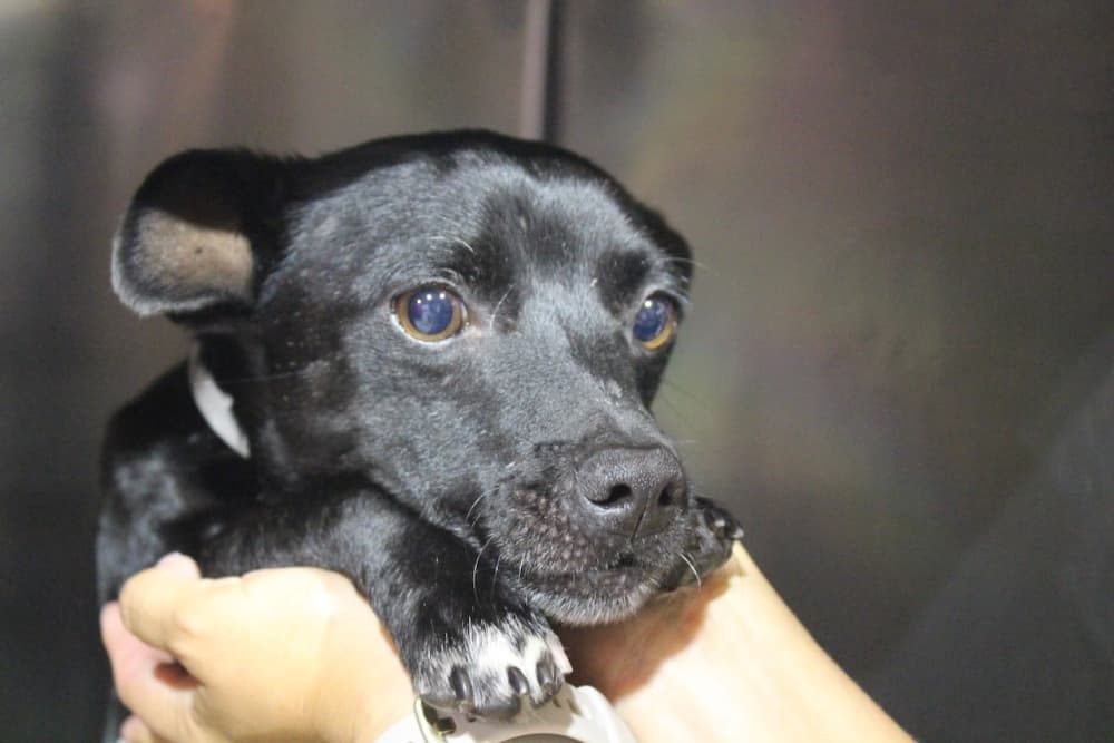 A puppy being held