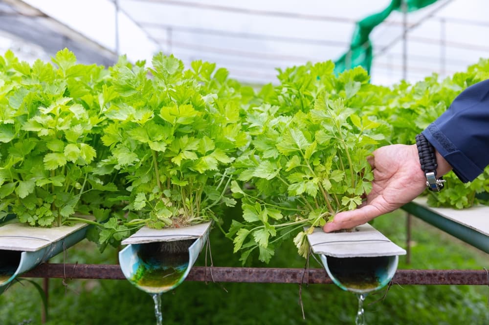 Galilee  Greens to sell microgreens in Porter