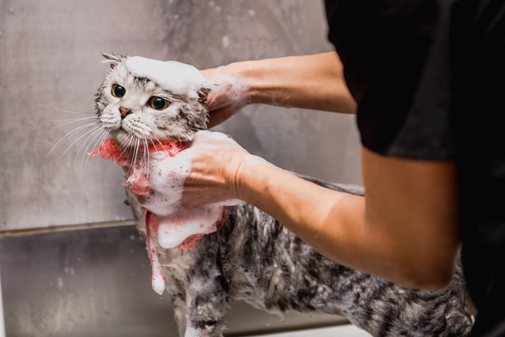 Cedar Creek groomer specializes in cats